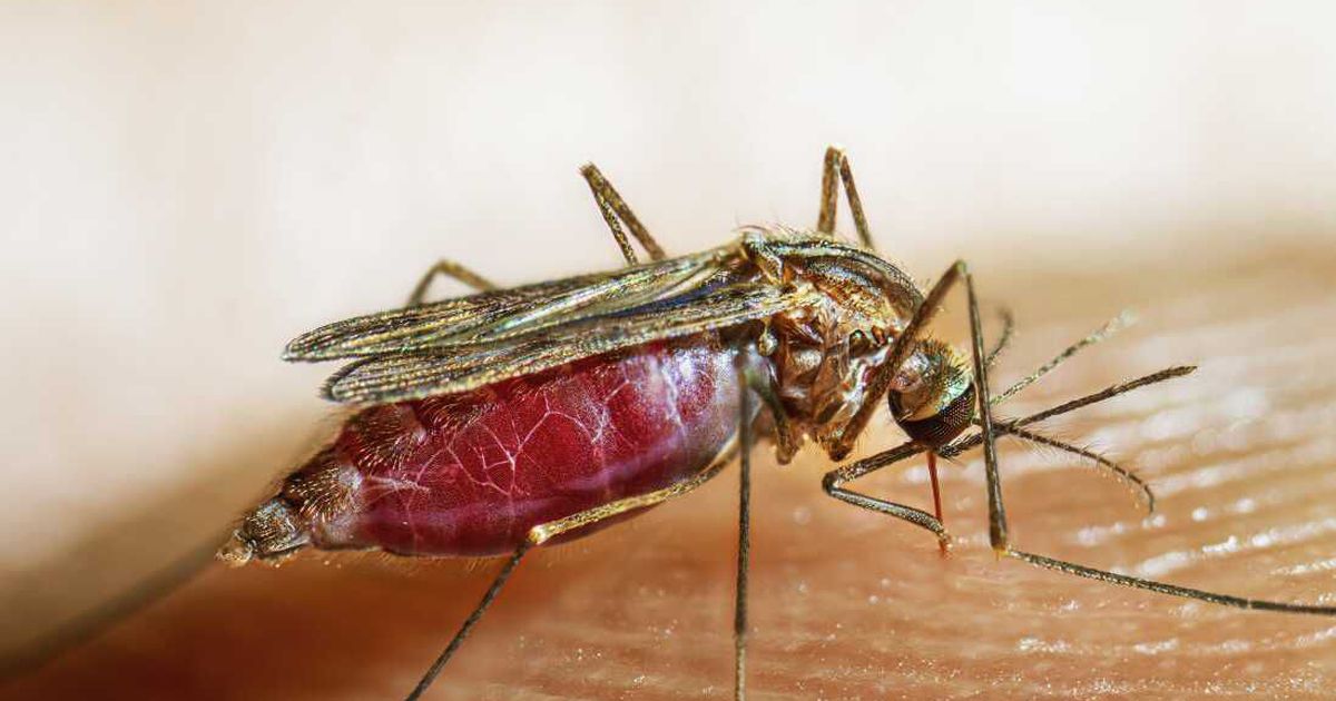 Malaria deaths in Ghana drops by 98% according to GHS