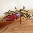 Malaria deaths in Ghana drop by 98% according to GHS