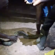 Pythons discovered in ECG substation as engineers risks life to restore power in Ahodwo (Video)