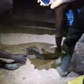Pythons discovered in ECG substation as engineers risk lives to restore power in Ahodwo (Video)