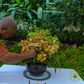 President Mahama honoured with orchid hybrid in Singapore