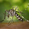 Mosquitoes kill 2 German airport workers after reportedly arriving on plane