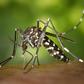 Mosquitoes kill 2 German airport workers after reportedly arriving on plane