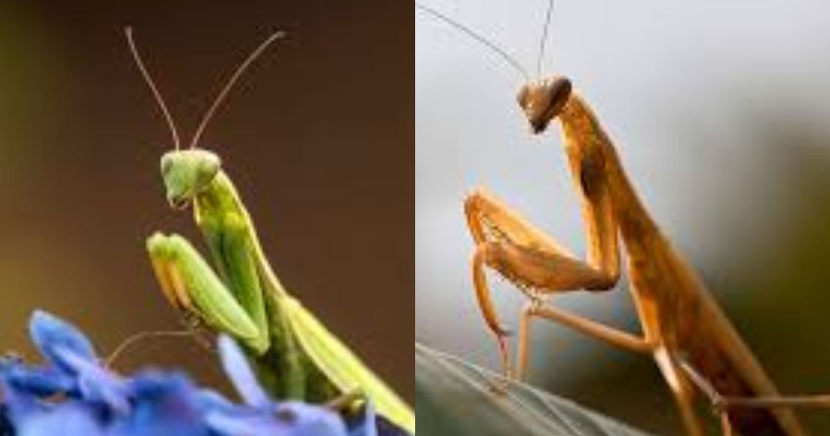 The 5 spiritual significance of a Ghost Mantis: Here’s what this mysterious insect symbolises