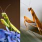 The 5 spiritual significance of a Ghost Mantis: Here’s what this mysterious insect symbolises