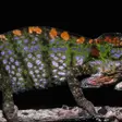 Labord's chameleons are only found as eggs underground for two thirds of the year.
(Image credit: Premaphotos / Alamy Stock Photo)