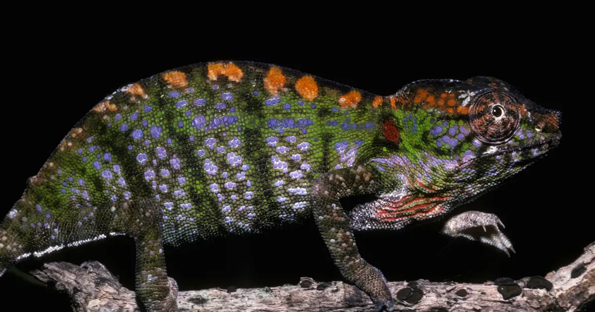 10 animals with the shortest lifespans on earth