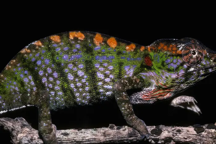 Labord's chameleons are only found as eggs underground for two thirds of the year.
(Image credit: Premaphotos / Alamy Stock Photo)