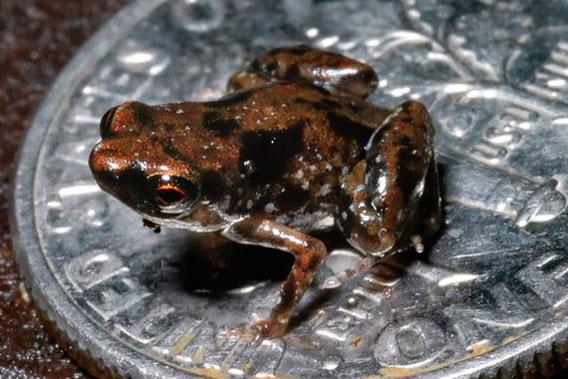 The new species Paedophryne amauensis is the world’s smallest vertebrate…so far. Photo from: Rittmeyer EN et al. (2012) Ecological Guild Evolution and the Discovery of the World’s Smallest Vertebrate. PLoS ONE 7(1): e29797.
