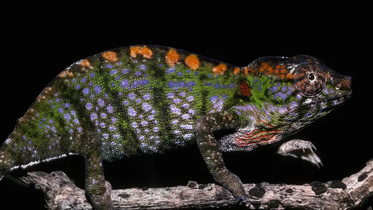 Labord's chameleons are only found as eggs underground for two thirds of the year.
(Image credit: Premaphotos / Alamy Stock Photo)