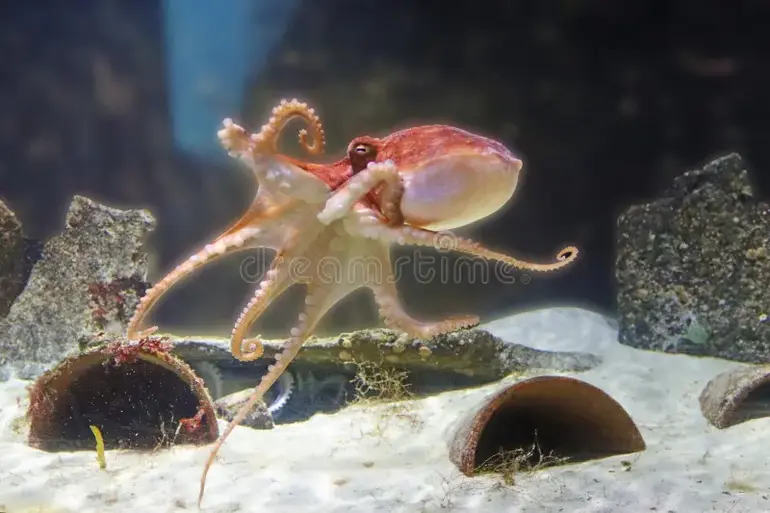 Atlantic Pygmy Octopus | Creator: Gelia
 | 
Credit: Gelia / Dreamstime