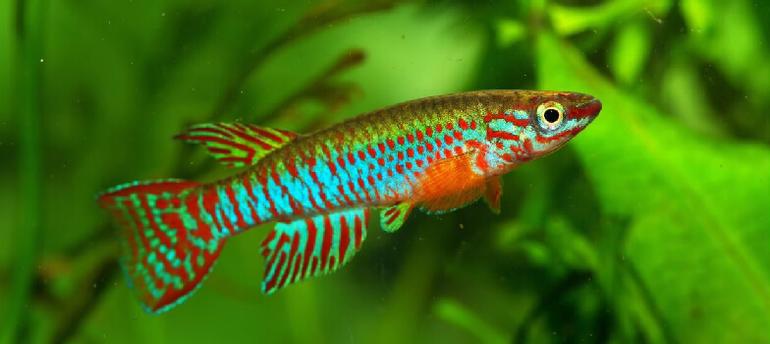 African Turquoise Killifish
