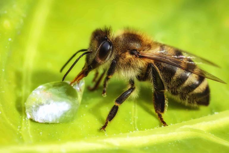 Worker Bee