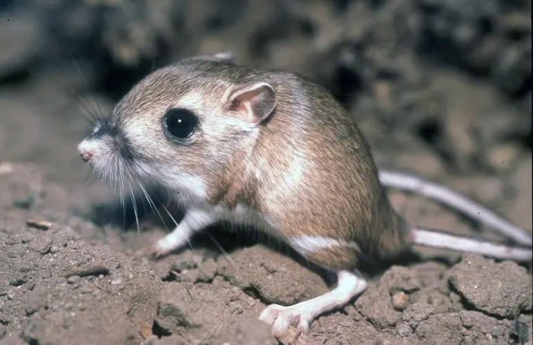Fresno Kangaroo Rat | Credit: USFWS Pacific Southwest Region