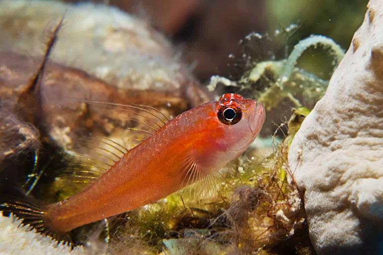 Pygmy Goby Fish