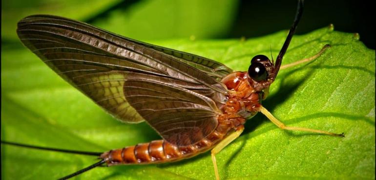 Mayfly | Photo via (David Panevin / Flickr; CC BY-NC-SA 3.0)