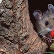 House Mouse