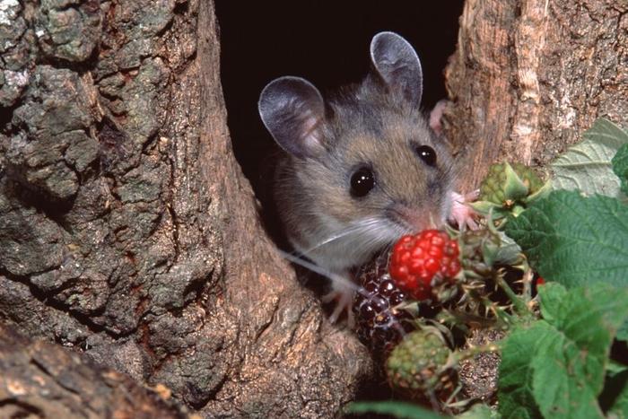 House Mouse