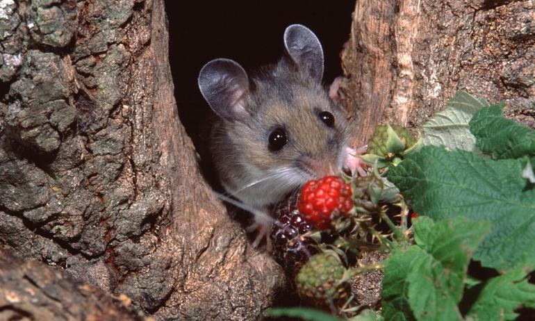 House Mouse