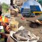 FDA confiscates smoked fish after Buzstop Boys expose unhygienic fish handling in Tema Newtown