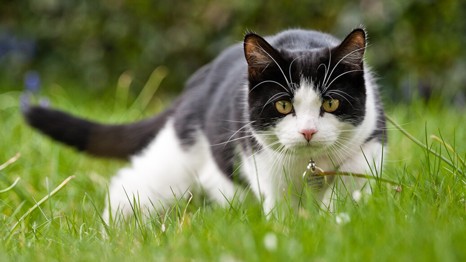 Man bleeds to death after being scratched by a cat