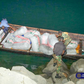 Ghana Navy seizes 37 sacks of suspected Indian Hemp near Sege
