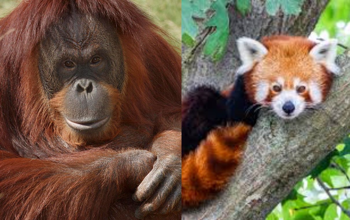 20 animals that can't be found in Africa