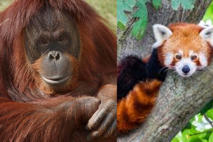 20 animals that do not live in Africa