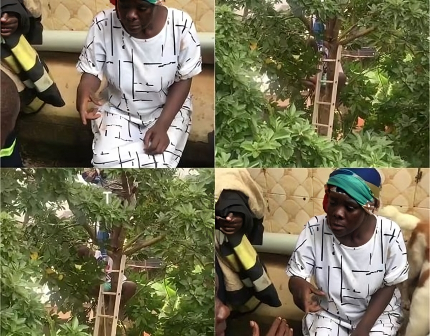 Fire Service rescues woman stranded atop avocado tree, residents accuse her of witchcraft