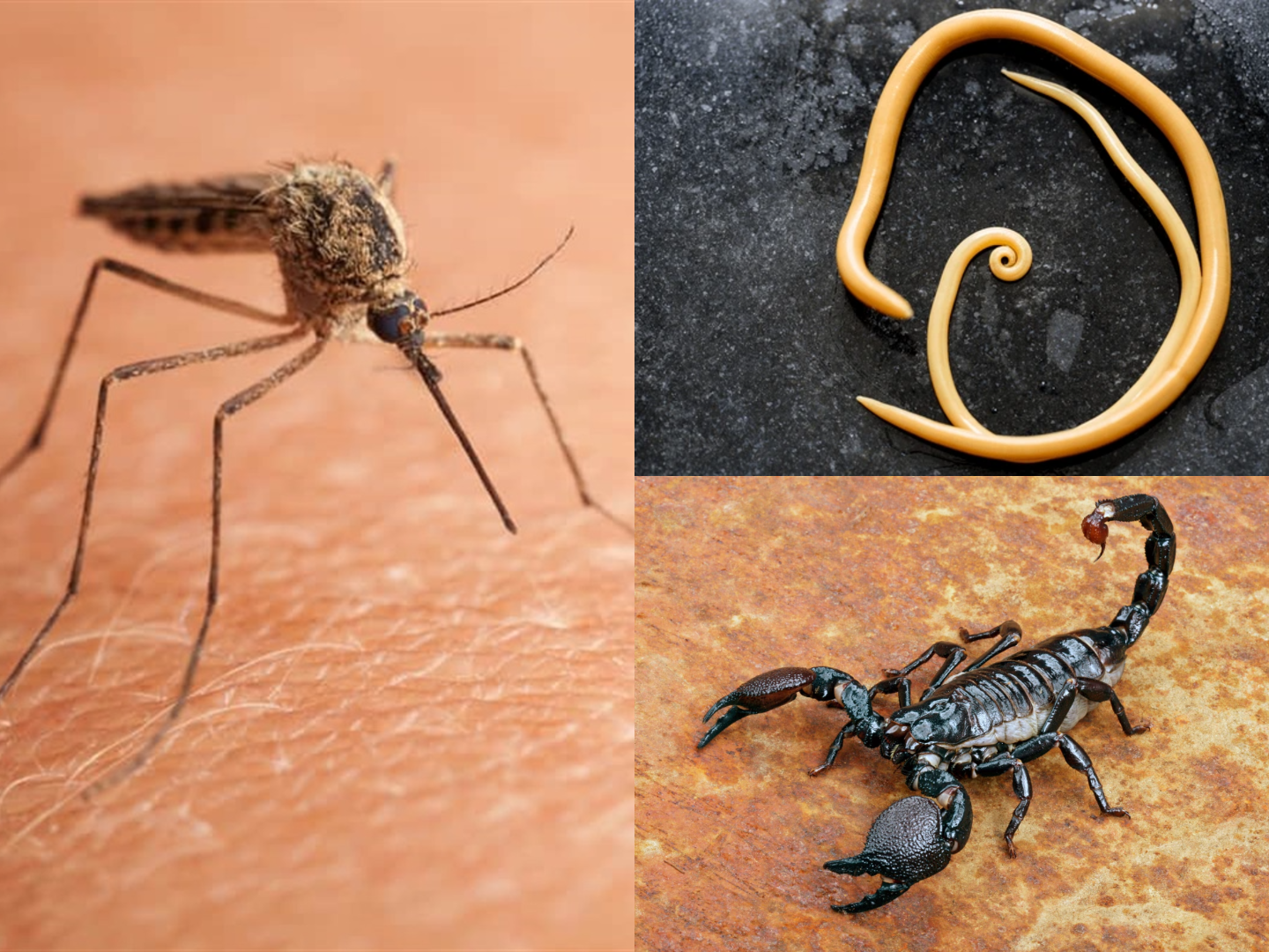 Revealed: The World’s #1 killer of humans (It’s smaller than you think)