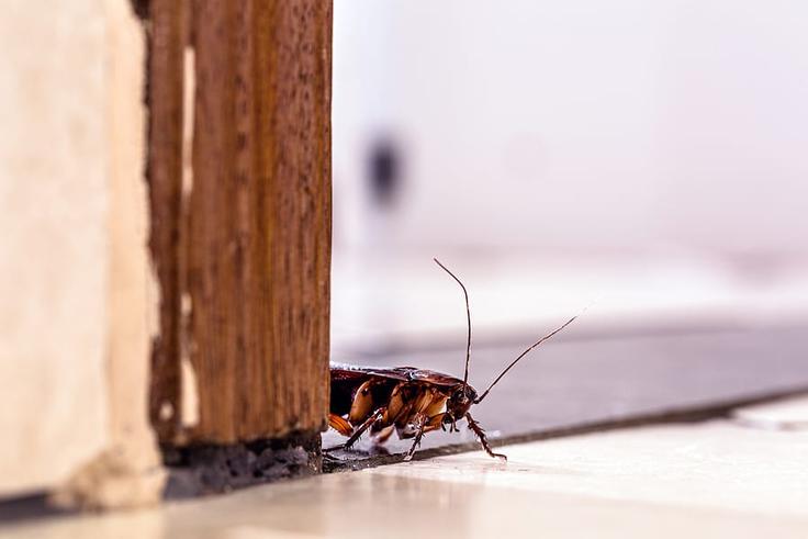 These 5 things in your room might be attracting cockroaches