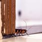 These 5 things in your room might be attracting cockroaches