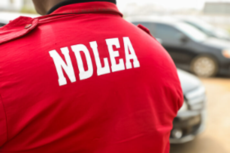 Kano NDLEA arrests 1,345 suspects, seizes 8.43m kg of illicit substances in 2024