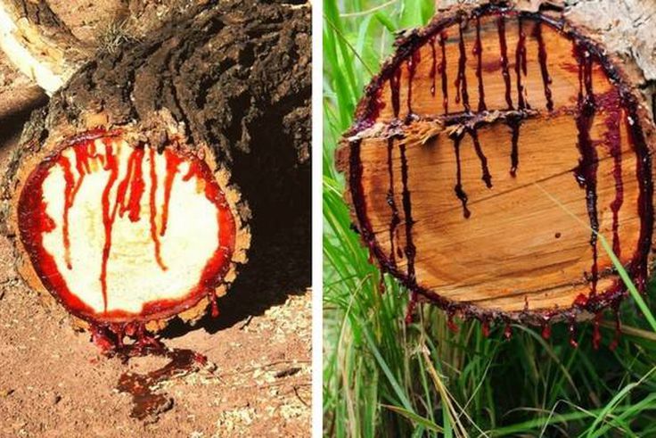 All you need to know about the strange tree that bleeds