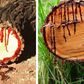 All you need to know about the strange tree that bleeds