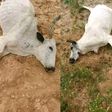 PHOTOS: 18 cows die after grazing on farmland in Plateau State