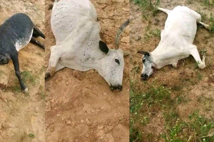 PHOTOS: 18 cows die after grazing on farmland in Plateau State