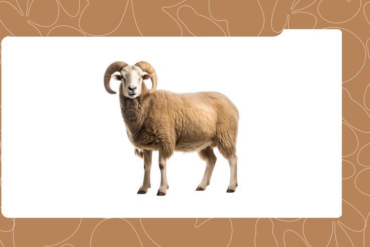 Eid al-Adha: 5 Animals Muslims Can Slaughter for Sallah
