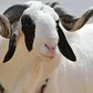 Why a ram, not a chicken? What muslims sacrifice during Eid-ul-Adha