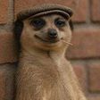 7 Interesting facts about Meerkats, the animal in the viral meme
