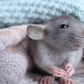7 reasons to consider keeping rats as pets