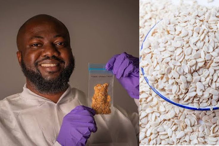 Egusi goes to space as Nigerian melon seeds join global research mission