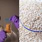 Egusi goes to space as Nigerian melon seeds join global research mission