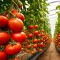 How to earn ₦2.5 million yearly from tomato farming