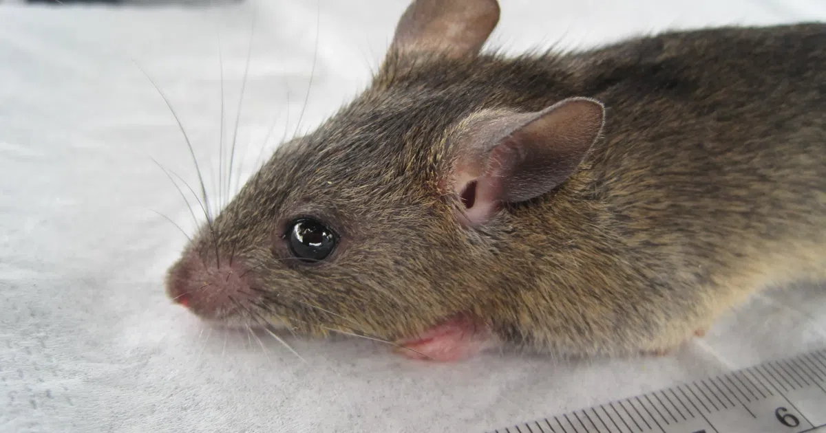 75 Dead from Lassa Fever as Nigeria’s Fatality Rate Hits 23% – NCDC Warns
