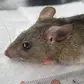 75 Dead from Lassa Fever as Nigeria’s Fatality Rate Hits 23% – NCDC Warns