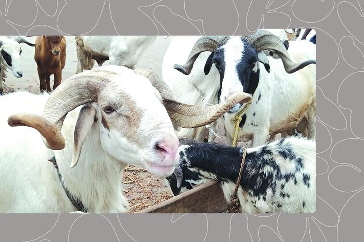 These 7 Markets Sell Sallah Rams at Pocket-Friendly Prices in Lagos