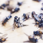 This simple remedy will chase flies from your home