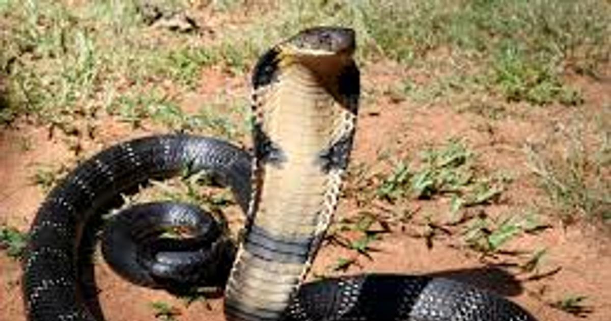 Warning Signs of Snakes in Your Nigerian Compound and How to Respond