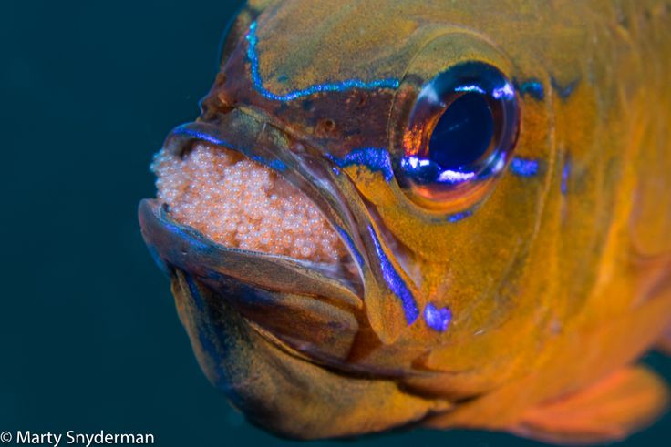 5 animals that give birth through their mouth